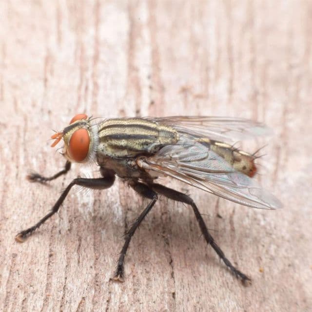 Fliegen bekämpfen